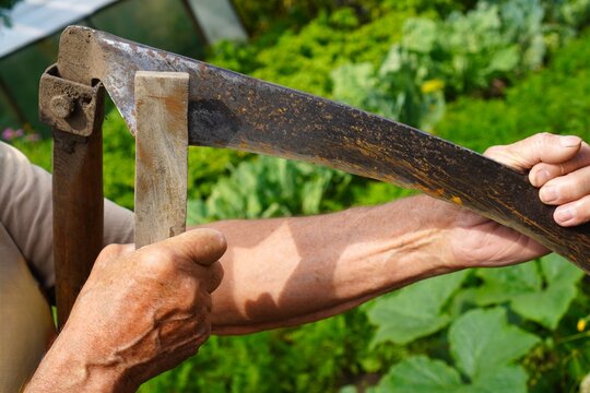 Hands expertly sharpening a scythe blade with a whetstone in a lush garden setting, demonstrating traditional tool maintenance techniques in natural surroundings.