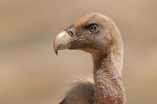 Eurasian Griffon Vulture (Gyps fulvus), head and shoulders portrait