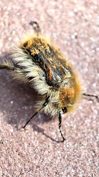   Tropinota squalida. Escarabajo de las flores. Cetonia velluda. Escarabajo recubierto por una densa vellosidad pardo - amariento.