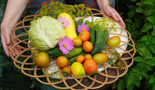 A wicker basket filled with freshly harvested garden vegetables, including cabbage, cucumbers, tomatoes, squash, and flowers. Hands hold the basket, showcasing the vibrant produce