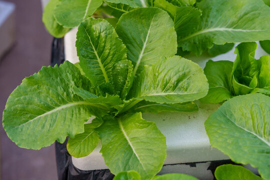 Fresh Hydroponic Romaine Lettuce Growing in Hydroponic Farm