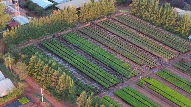 Aerial Drone Reveal of Pine Seedling Nursery Beds for Reforestation