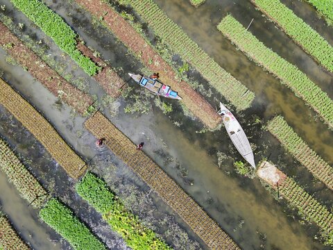 Aerial view of floating gardens in Nazirpur with farmers working from wooden boats among lush green crops in the wetlands of Nazirpur, Barisal Division, Bangladesh.