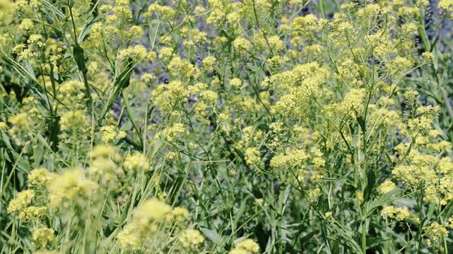Natural flower plant. Flora nature. Bright blooming flower in nature. Foeniculum flower. Flowering nature closeup. Macro of flowering foeniculum plant. Yellow exotic foeniculum flower