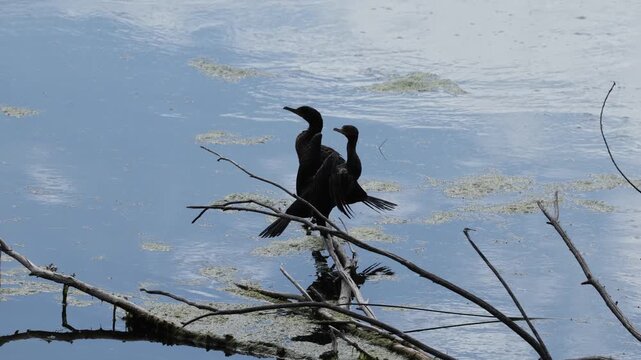 Two cormorants sitting on the water.