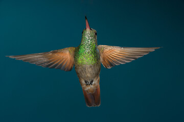 Fototapeta premium Berylline hummingbird in flight