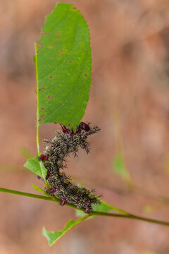 The buck moth (Hemileuca maia) caterpillar.  Their dark bodies are covered in stiff, thorn-like spines connected to venom glands that release poison upon contact cannot touch a buck moth caterpillar