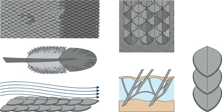 Biomimicry Hydrodynamics and Fish Scale Armor Vector Icon Set Featuring Shark Skin Texture Airflow Drag Reduction and Protective Plate Diagrams