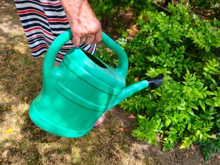Senior gardener's hand carrying a large green plastic watering can next to a lush bush © Alpaka