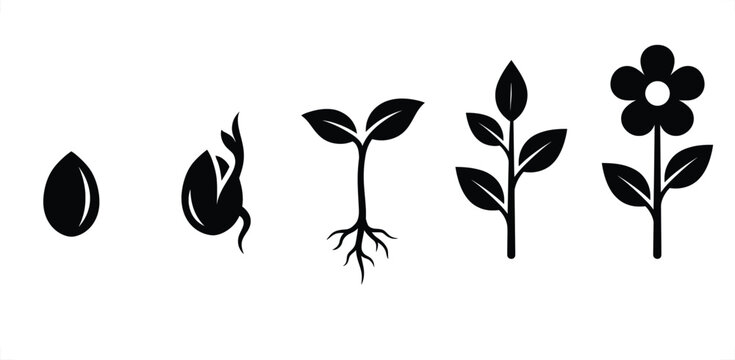 Five-stage plant growth cycle showing seed germination, seedling sprouting, root development, leafy stem, and blooming flower