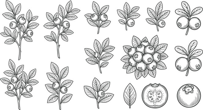 Hand drawn blueberry sketch set featuring berries on branches leaves and individual blueberries blueberry botanical branches superfood illustration vegetarian nutrition isolated