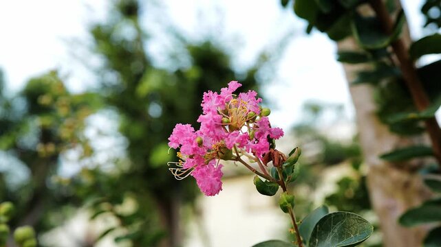 夏の風に揺れるピンクのサルスベリの花