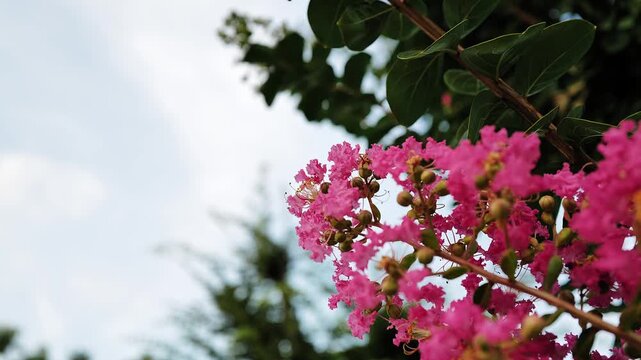 夏の風に揺れるピンクのサルスベリの花