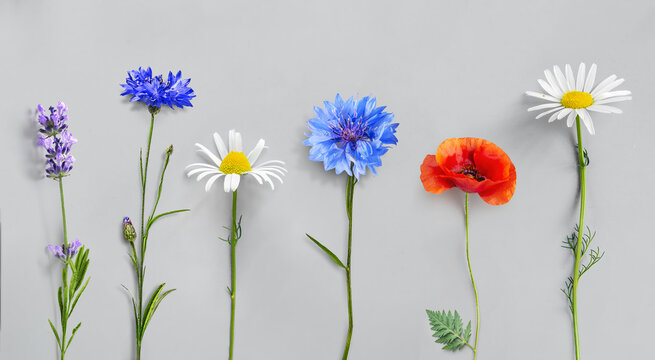 Wild flowers arranged on a neutral background with vibrant purple, blue, and white hues creating a bright and detailed floral arrangement. Flat lay