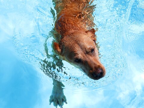 Labrador dog swimming in bright blue water. Top view. Summer concept.