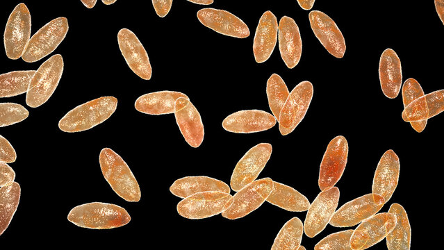 Brucella species, 3D illustration showing small Gram-negative intracellular coccobacilli, causative agents of brucellosis in humans and animals.