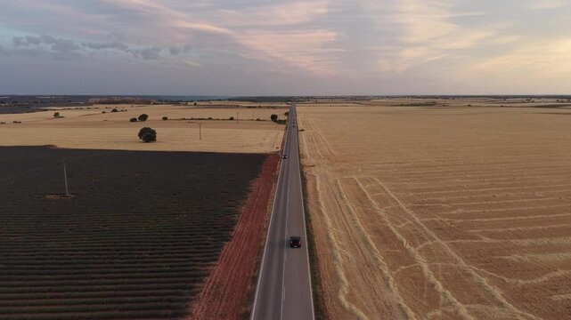 Aerial view of cars driving along lavender fields
