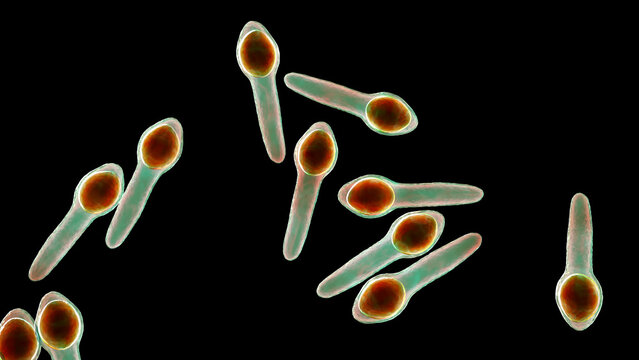 Clostridium botulinum bacterium, 3D illustration showing rod-shaped anaerobic bacteria with terminal endospores giving a drumstick appearance, isolated on neutral background.