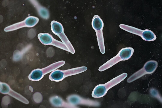 Clostridium botulinum bacterium, 3D illustration showing rod-shaped anaerobic bacteria with terminal endospores giving a drumstick appearance, isolated on neutral background.