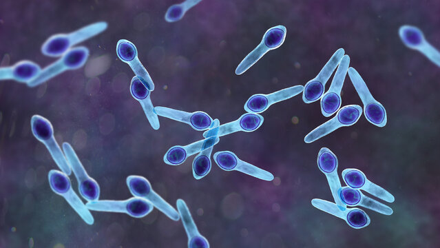 Clostridium botulinum bacterium, 3D illustration showing rod-shaped anaerobic bacteria with terminal endospores giving a drumstick appearance, isolated on neutral background.