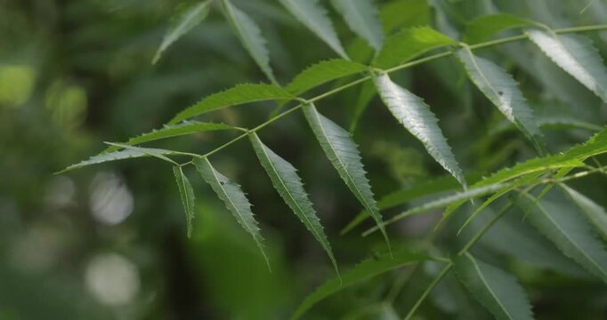 Close up of fresh green neem leaves growing on tree branch outdoors