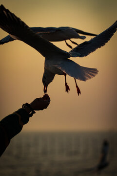 bird in the sunset
