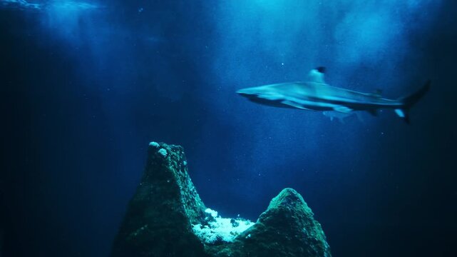 Bull Shark, Close-up of a bull shark (Carcharhinus leucas) swimming through deep blue aquarium water. Powerful marine predator captured in motion with detailed body shape and natural underwater lighti