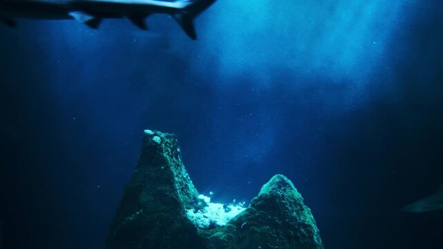 Bull Shark, Close-up of a bull shark (Carcharhinus leucas) swimming through deep blue aquarium water. Powerful marine predator captured in motion with detailed body shape and natural underwater lighti
