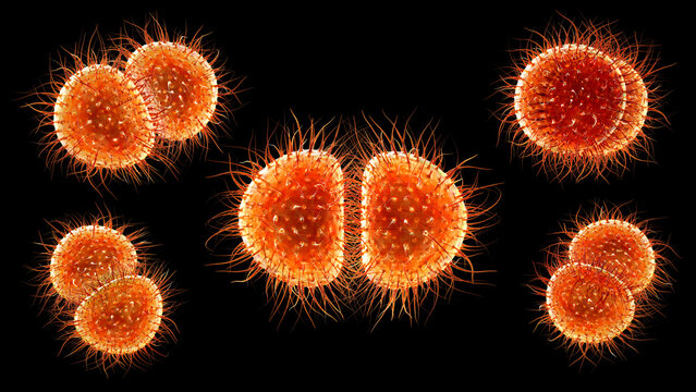 Neisseria bacteria, 3D illustration showing Gram-negative diplococci associated with meningococcal disease and gonorrhoea in humans.