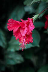 red hibiscus flower © Toppptenn