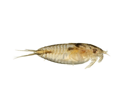 Translucent aquatic crustacean amphipod isolated on a black background for scientific study