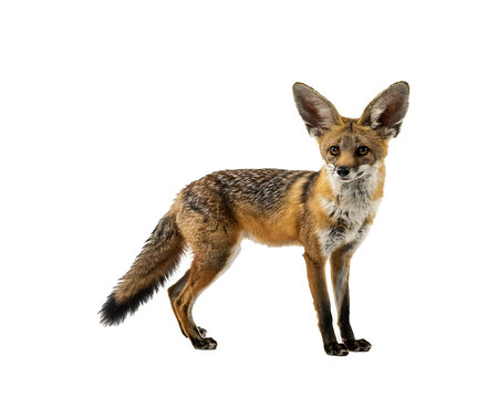 Profile of a fennec fox with large ears and sandy fur isolated on a black background
