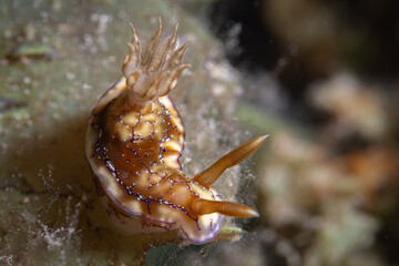 Hypselodoris krakatoa @ Romblon, The Philippines © Travel Tips Stories