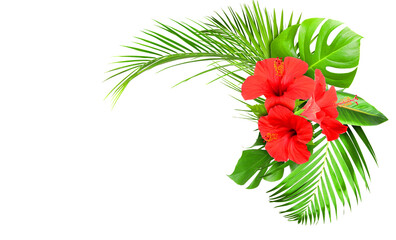 Tropical red hibiscus flowers and green leaves on transparent background © New Africa