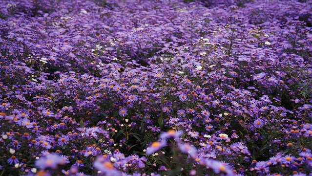 Beautiful Purple Wildflowers Blooming in Natural Meadow Field