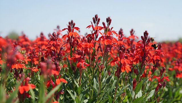 Bright red flowering plants growing densely in natural outdoor field