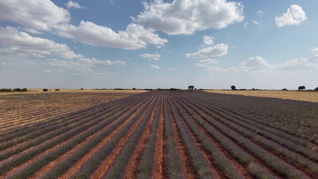 Scenic lavender field landscape in brihuega spain