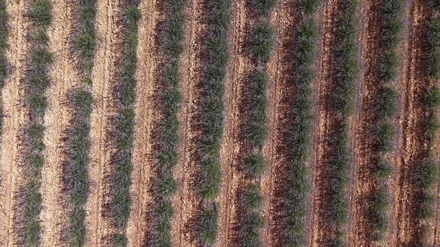 Flying above lavender fields in brihuega