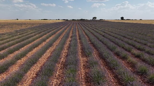 Scenic lavender field during a golden hour sunset