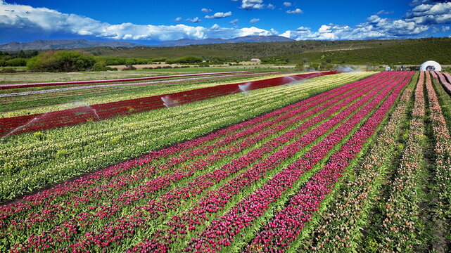 Aerial view of the vibrant tulip fields in Trevelin with rows of colorful flowers being watered by irrigation sprinklers under a bright blue sky in Argentina.