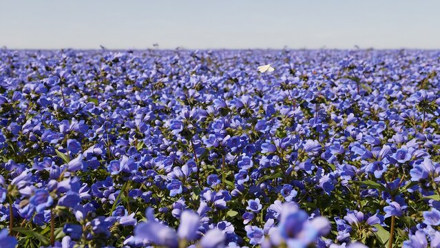 Beautiful Blue Flower Field Under Clear Bright Sky