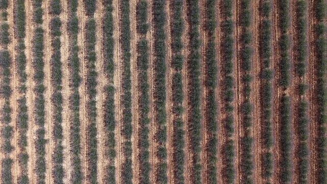 Aerial top down view of lavender field rows