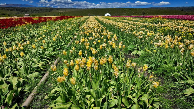 Aerial view of the vibrant tulip fields in Trevelin, featuring rows of yellow, red, and pink flowers stretching towards distant hills under a bright blue sky in Argentina.