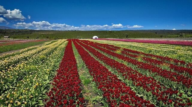 Aerial view of the vibrant Campo de Tulipan tulip fields in Trevelin, featuring long, colorful rows of red, yellow, and pink flowers under a clear blue sky in Argentina.