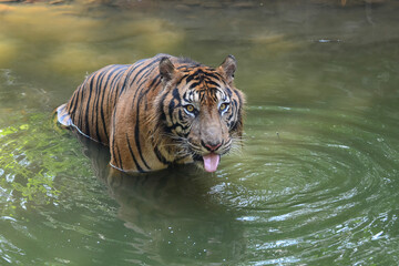 Sumatran tiger swimming in the river © lunaphotography