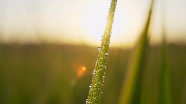 Macro grass blade covered with dew beads, backlit by low sunrise over meadow, showing glowing highlights, soft bokeh, fresh green texture, and gentle outdoor morning light