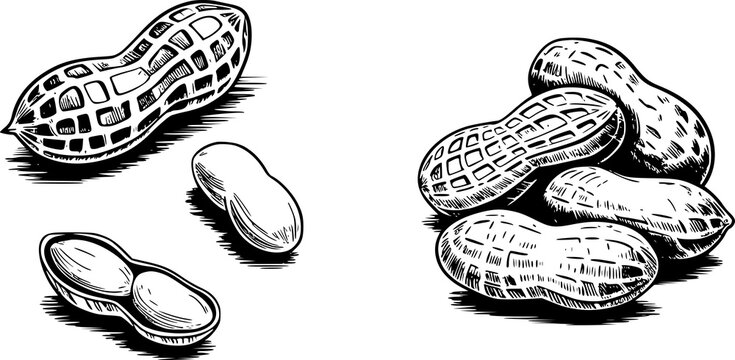 食品用に白い背景に孤立した、殻付きピーナッツと開いた鞘の手描き画