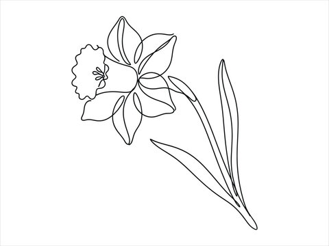 A beautiful hand drawn black and white ink sketch of a single blooming daffodil flower with leaves isolated on a plain white background design element
