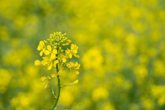 A Field of Wild Mustard