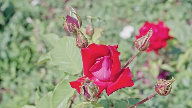 Red flower. Natural flower rose. Flora nature. Bright blooming flower in nature. Rose flower. Flowering nature closeup. Macro flowering rose plant